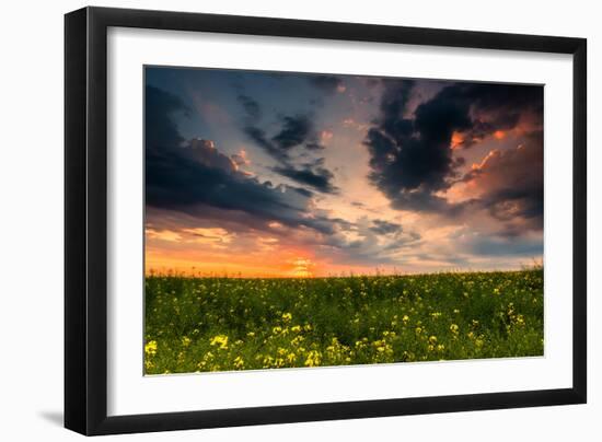 Colorful Sunset in Yellow Rapeseed Field-Oleg Saenco-Framed Photographic Print