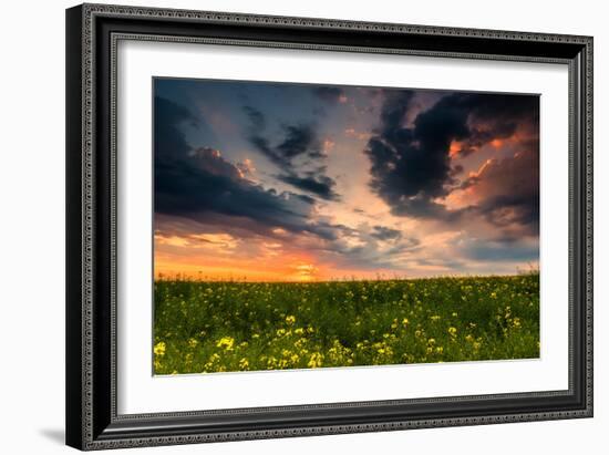 Colorful Sunset in Yellow Rapeseed Field-Oleg Saenco-Framed Photographic Print