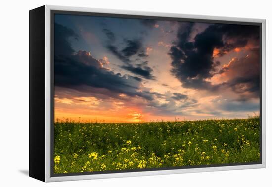 Colorful Sunset in Yellow Rapeseed Field-Oleg Saenco-Framed Premier Image Canvas