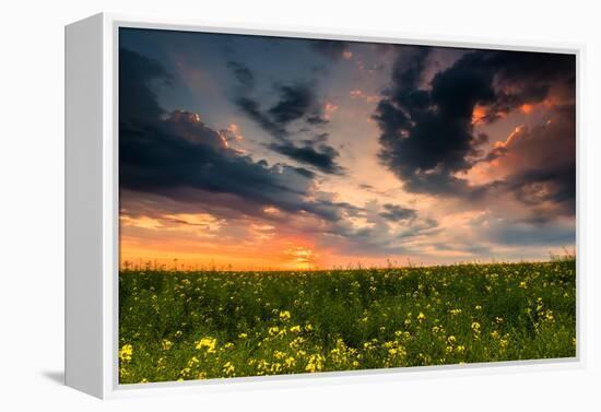 Colorful Sunset in Yellow Rapeseed Field-Oleg Saenco-Framed Premier Image Canvas