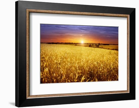 Colorful Sunset over Wheat Field.-Elenamiv-Framed Photographic Print