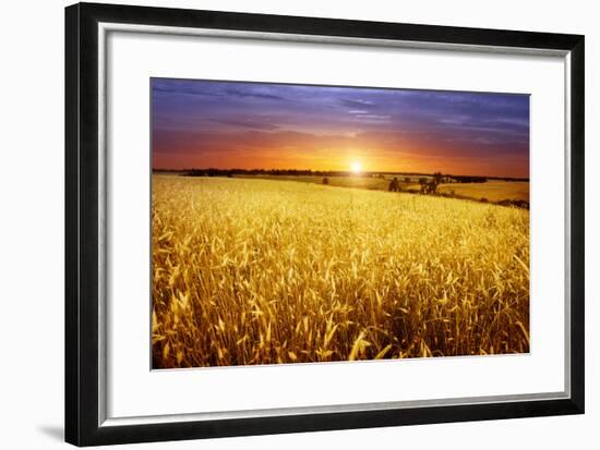 Colorful Sunset over Wheat Field.-Elenamiv-Framed Photographic Print