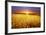 Colorful Sunset over Wheat Field.-Elenamiv-Framed Photographic Print