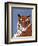 Colorful Tiger-Pamela Munger-Framed Art Print