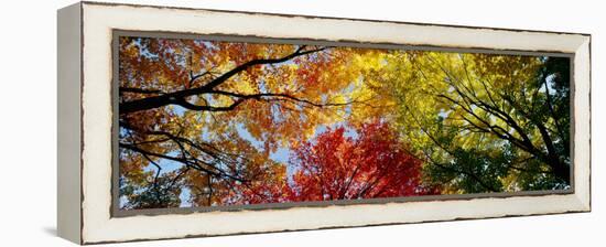 Colorful Trees in Fall, Autumn, Low Angle View-null-Framed Premier Image Canvas