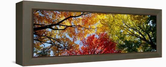 Colorful Trees in Fall, Autumn, Low Angle View-null-Framed Premier Image Canvas