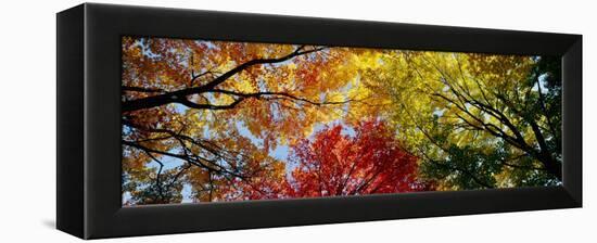 Colorful Trees in Fall, Autumn, Low Angle View-null-Framed Premier Image Canvas