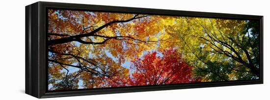 Colorful Trees in Fall, Autumn, Low Angle View-null-Framed Premier Image Canvas