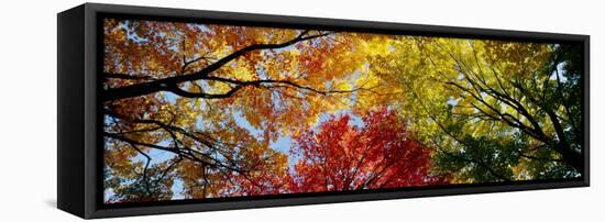 Colorful Trees in Fall, Autumn, Low Angle View-null-Framed Premier Image Canvas