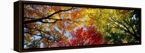 Colorful Trees in Fall, Autumn, Low Angle View-null-Framed Premier Image Canvas