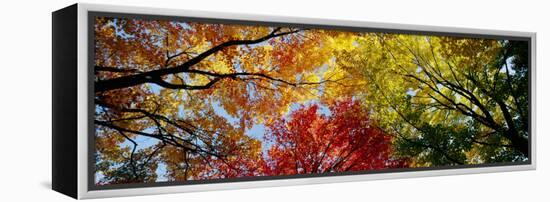 Colorful Trees in Fall, Autumn, Low Angle View-null-Framed Premier Image Canvas