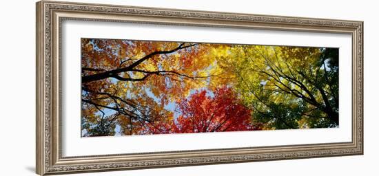 Colorful Trees in Fall, Autumn, Low Angle View-null-Framed Premium Photographic Print