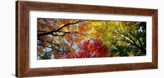 Colorful Trees in Fall, Autumn, Low Angle View-null-Framed Premium Photographic Print