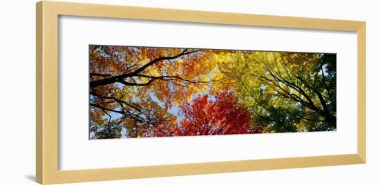 Colorful Trees in Fall, Autumn, Low Angle View-null-Framed Premium Photographic Print