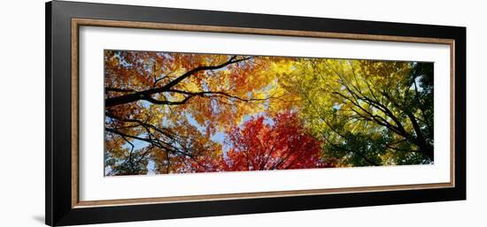 Colorful Trees in Fall, Autumn, Low Angle View-null-Framed Premium Photographic Print