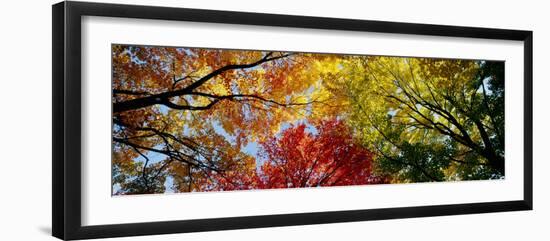 Colorful Trees in Fall, Autumn, Low Angle View-null-Framed Premium Photographic Print