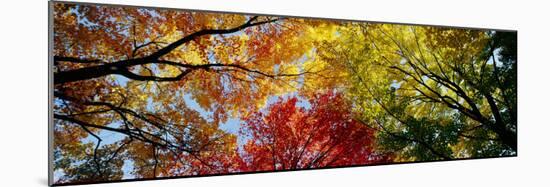 Colorful Trees in Fall, Autumn, Low Angle View-null-Mounted Premium Photographic Print