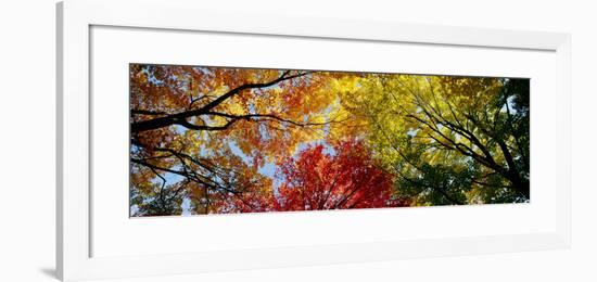 Colorful Trees in Fall, Autumn, Low Angle View-null-Framed Photographic Print