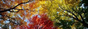 Colorful Trees in Fall, Autumn, Low Angle View