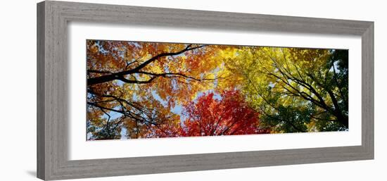 Colorful Trees in Fall, Autumn, Low Angle View-null-Framed Photographic Print