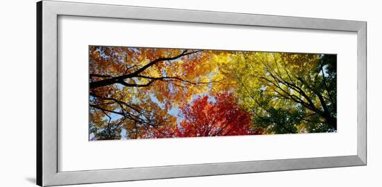 Colorful Trees in Fall, Autumn, Low Angle View-null-Framed Photographic Print