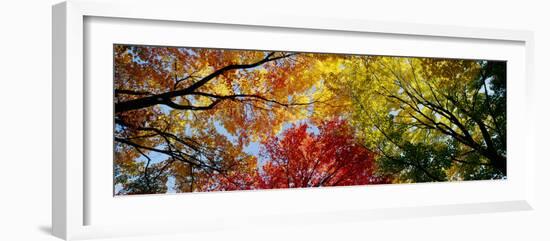 Colorful Trees in Fall, Autumn, Low Angle View--Framed Photographic Print