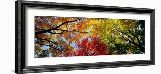 Colorful Trees in Fall, Autumn, Low Angle View--Framed Photographic Print