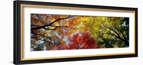 Colorful Trees in Fall, Autumn, Low Angle View--Framed Photographic Print