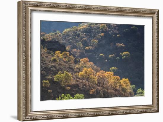 Colorful Trees in Torotoro National Park-Alex Saberi-Framed Photographic Print