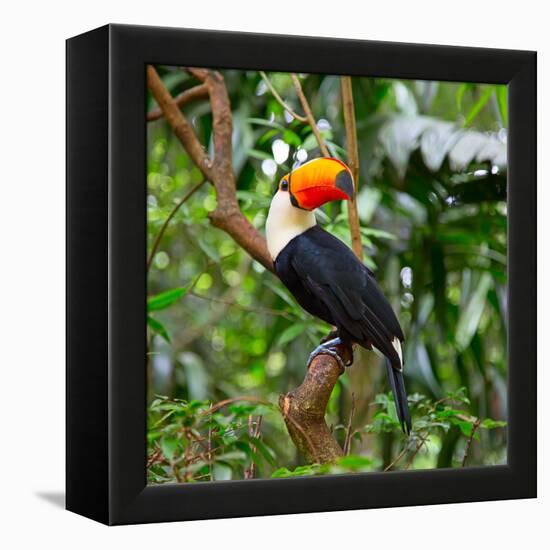 Colorful Tucan in the Wild-Fedor Selivanov-Framed Stretched Canvas