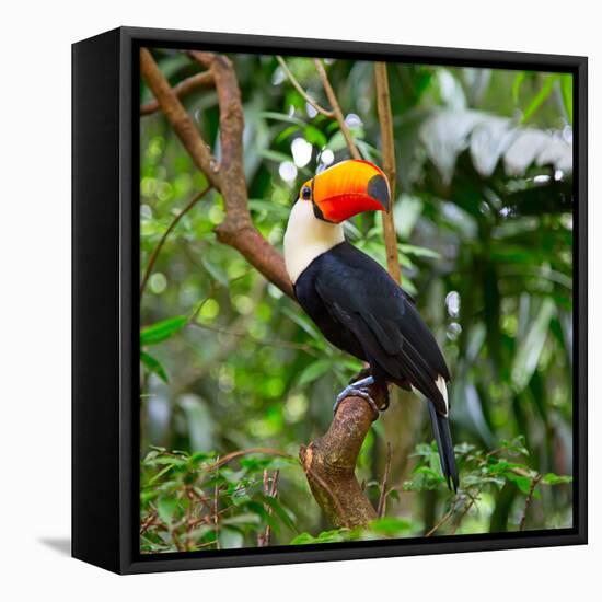 Colorful Tucan in the Wild-Fedor Selivanov-Framed Stretched Canvas