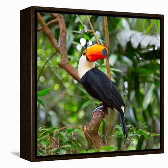 Colorful Tucan in the Wild-Fedor Selivanov-Framed Stretched Canvas