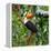 Colorful Tucan in the Wild-Fedor Selivanov-Framed Stretched Canvas
