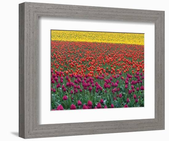 Colorful Tulip Field-Cindy Kassab-Framed Photographic Print