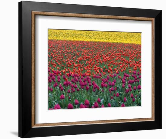 Colorful Tulip Field-Cindy Kassab-Framed Photographic Print