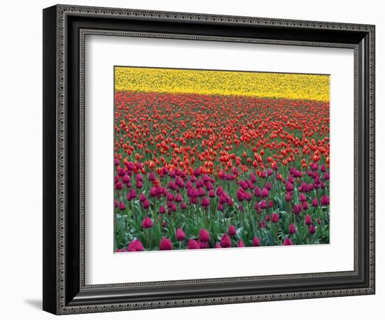 Colorful Tulip Field-Cindy Kassab-Framed Photographic Print