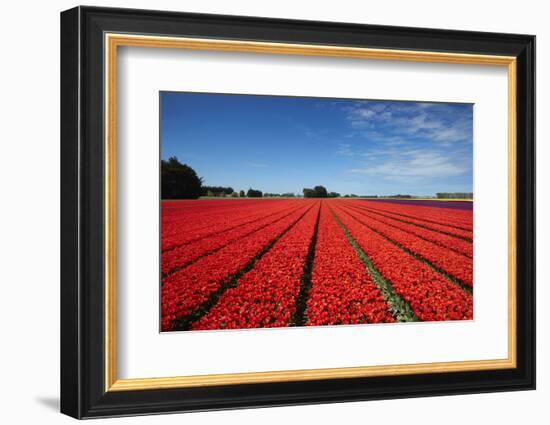 Colorful tulip fields, Edendale, Southland, South Island, New Zealand-David Wall-Framed Photographic Print