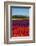 Colorful tulip fields, Edendale, Southland, South Island, New Zealand-David Wall-Framed Photographic Print