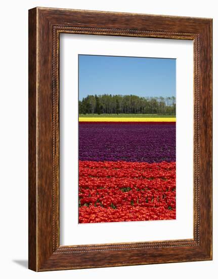 Colorful tulip fields, Edendale, Southland, South Island, New Zealand-David Wall-Framed Photographic Print