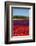 Colorful tulip fields, Edendale, Southland, South Island, New Zealand-David Wall-Framed Photographic Print