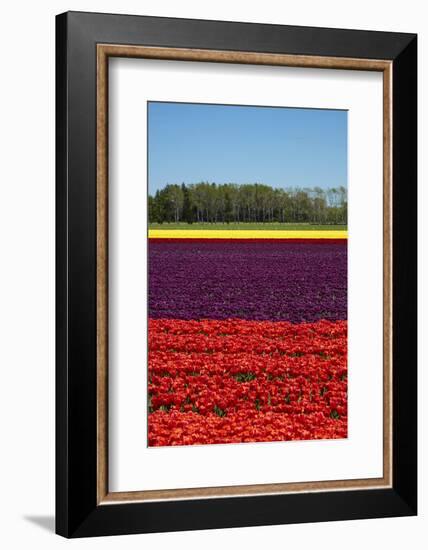 Colorful tulip fields, Edendale, Southland, South Island, New Zealand-David Wall-Framed Photographic Print