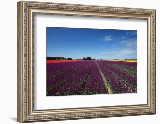 Colorful tulip fields, Edendale, Southland, South Island, New Zealand-David Wall-Framed Photographic Print