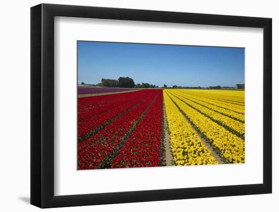 Colorful tulip fields, Edendale, Southland, South Island, New Zealand-David Wall-Framed Photographic Print