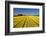 Colorful tulip fields, Edendale, Southland, South Island, New Zealand-David Wall-Framed Photographic Print