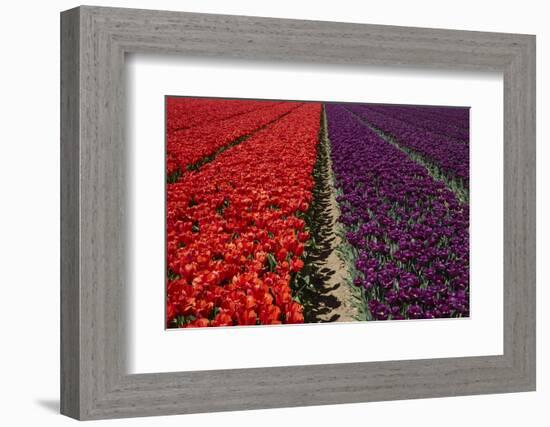 Colorful tulip fields, Edendale, Southland, South Island, New Zealand-David Wall-Framed Photographic Print