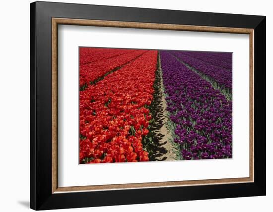 Colorful tulip fields, Edendale, Southland, South Island, New Zealand-David Wall-Framed Photographic Print