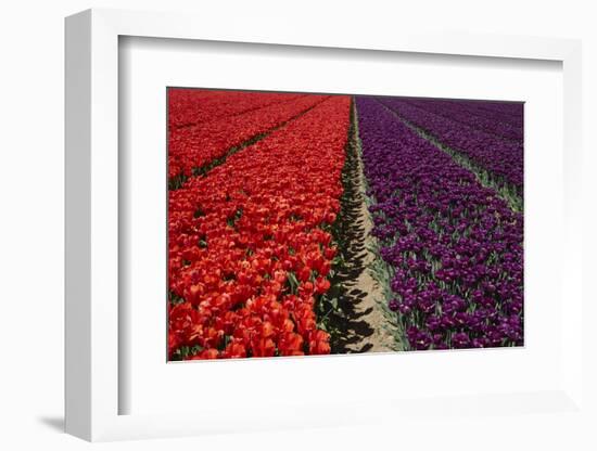 Colorful tulip fields, Edendale, Southland, South Island, New Zealand-David Wall-Framed Photographic Print