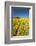 Colorful tulip fields, Edendale, Southland, South Island, New Zealand-David Wall-Framed Photographic Print