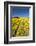 Colorful tulip fields, Edendale, Southland, South Island, New Zealand-David Wall-Framed Photographic Print