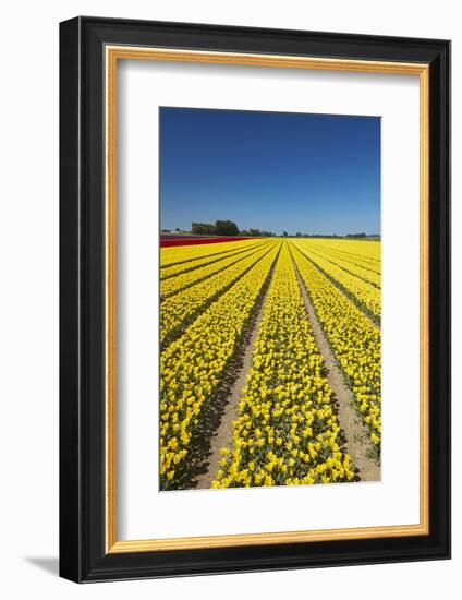 Colorful tulip fields, Edendale, Southland, South Island, New Zealand-David Wall-Framed Photographic Print